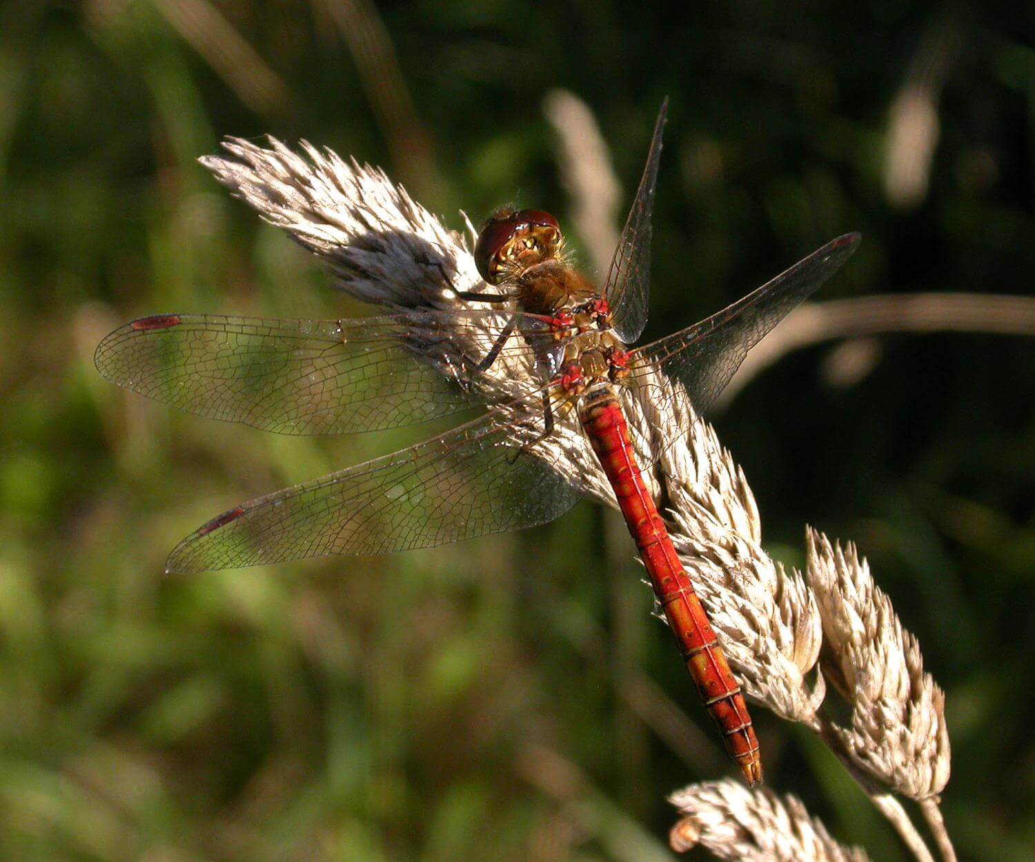 Male Sympetrum striolatum by David Kitching